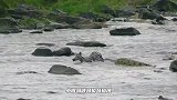 马拉马河，斑马妈妈试图救小斑马，但机会转瞬即逝