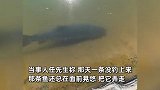 男子遭大鱼“挑衅”，“不能抓，必须钓上来才算”，钓鱼佬破防