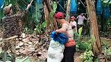 你们见过摘香蕉吗原来是这么摘的！