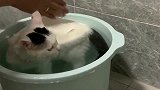 这是一只爱洗澡的小猫咪，满脸都写着开心，喵：还想再洗一次