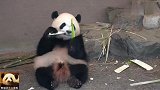 萌到极致的熊猫宝宝彩浜乖乖坐好，左一口右一口吃得那叫一个香