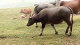 水牛斗黄牛，黄牛你这角怎么斗啊？相比之下水牛更厉害