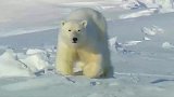 北极熊：附近都是海豹，再也不怕饿肚子，要捕食了！
