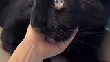 你不说这是一只猫，我还以为你养了一只黑豹呢