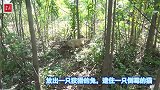 放出一只狡猾的兔逮住一只倒霉的猫，狗友救下流浪猫野兔藏那里了