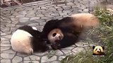熊猫宝宝又开启捣蛋模式，咬住妈妈的脸不松口，妈妈：你开心就好