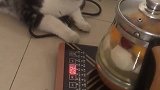 猫：哎呀，烫到我爪爪了！