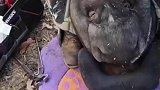 小伙把野猪牙都磨冒烟了