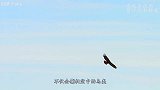 金雕捕杀能力有多强？100多斤野狼手到擒来，镜头拍下全过程！