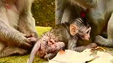 伤口已经发炎了，猴妈忙着清理小肉虫