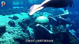 它将人类当成朋友，人们却把它当作“美食”，已被吃到灭绝！