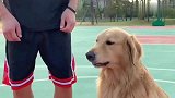 主人打篮球时状况百出，金毛想出“妙招”救助，结局笑死人不偿命