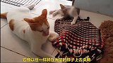 小猫找大猫玩耍，遭大猫嫌弃，小猫一脸的无奈