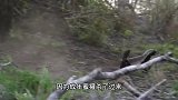 蜜獾捕杀巨蜥，巨蜥被蜜獾追着揍，结果巨蜥被蜜獾活生生啃食！