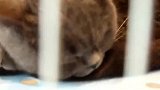 听过英短蓝猫猫打呼噜吗？听点不一样的！宠物猫之英短猫搞笑视频