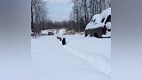 猫咪们雪后集体出行，不知所为何事