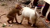 孤儿猴和小狗较量，狠狠地欺负一把，真厉害
