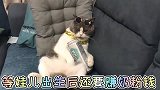 猫咪夫妻爆笑生活，今天喝多了两杯又被老婆打了一顿