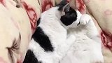 猫：主人你看我都有对象了，你还单身着！