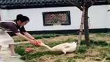 美女带着儿子逗鹅，鹅突然发怒，幸亏反应快，不然后果将不堪设想