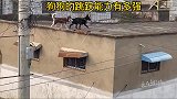 狗狗的跳跃能力有多强，难道狗也有九条命啊