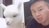 羊驼抢主人汤圆
