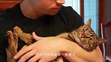 树懒第一次见猫，撸到停不下来，猫咪生无可恋的表情太搞笑了