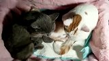 黑猫你喂就行了，叫我起来干什么