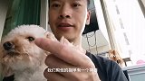 萌宠脸发臭是什么原因？听下看海分析，分享给狗狗修剪毛发的经验