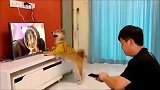 一招把狗狗吓出人形