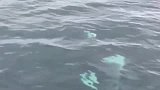 海豹被虎鲸咬住浮出水面，弱者的绝望！