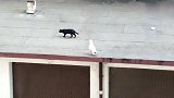 屋顶上有一只黑猫，鸟儿主动去招惹猫咪，猫害怕了