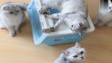 仓鼠被大猫护着，三只小猫咪想抓却不敢抓，用眼神求助主人！