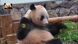 处女座熊猫结浜开启挑剔模式，连续挑了9根竹子都不满意，好气哦