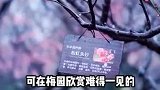 打卡中国四大赏梅圣地，你知道几个？