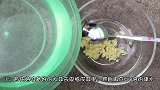 大蒜丢进花盆里，花儿茂盛鲜艳猛窜新芽，比打了激素都管用