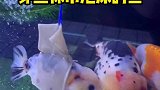 穿丝袜吊泡沫的鱼儿