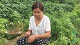 菜园的辣椒红了都吃不过来 摘回来自制酸辣椒 下饭又爽口