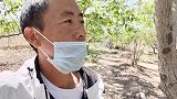 麻核桃，今年想包些麻核桃树送人玩，大家看这些树值得不
