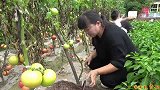 秋天到了，霞姐教你西红柿酱的正宗做法，方法简单，放一年都不坏