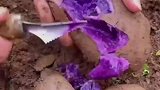 洋芋竟有紫色的，七彩的土豆也色彩缤纷