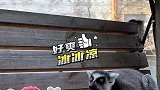 持续高温天气太热了，动物们也开始炫雪糕降温