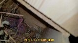 我养母鸟400多天了，终于给我繁殖了两只小鹦鹉，太激动了