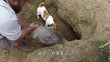 狗狗躲在石缝里，怎么叫都不出来，用摄像头查看却有意外收获！