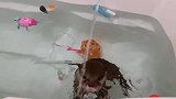 主人让水獭洗澡，它却玩起水来，不愧是水生哺乳动物！