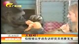 新闻夜总汇-20120423-太聪明！母猩猩以手语告诉研究员想要宝宝