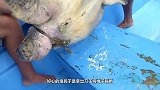 鲸鱼母子向人类求救，看到鲸鱼的身体后，眼前的画面让人泪目