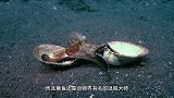 章鱼偷袭螃蟹，螃蟹一身盔甲却毫无还手之力，智商差得太远了