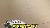 铲屎官嫌弃猫咪太胖，花三百元买跑步机让它减肥