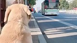 狗子在公交站点等小主人回家，看见小主人那一刻，整个飞起来了！
